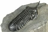 Morocconites Trilobite Fossil - Top Quality Specimen #355770-6